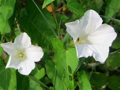 Echte Zaunwinde (Calystegia sepium) in Hockenheim