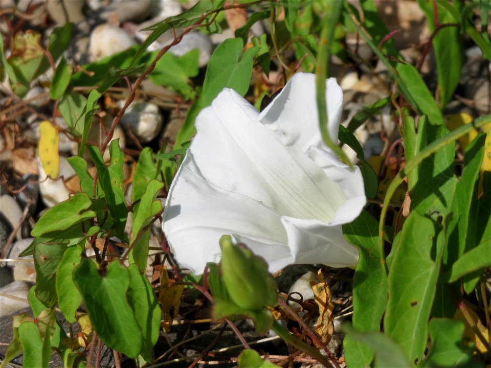 Zaunwinde (Calystegia sepium) in Bruchmühlbach-Miesau