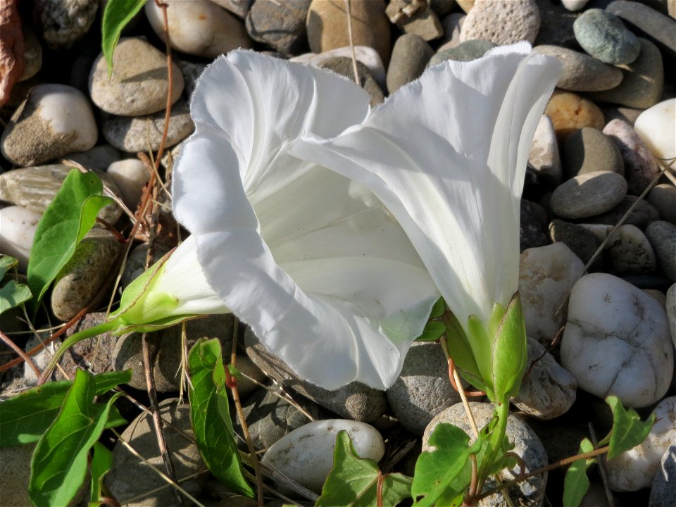 Zaunwinde (Calystegia sepium) in Bruchmühlbach-Miesau