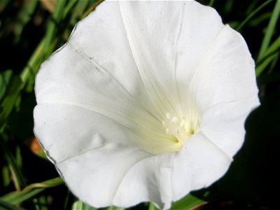 Echte Zaunwinde (Calystegia sepium) im Hockenheimer Rheinbogen