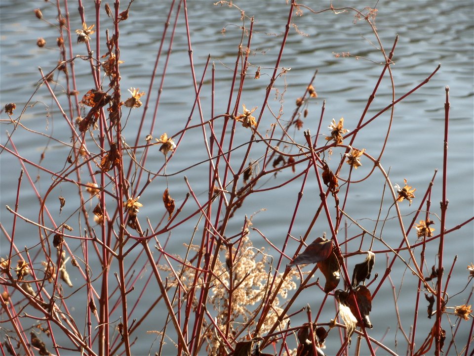 Mumienbotanik: Früchte der Echten Zaunwinde (Calystegia sepium) an der Saar in Saarbrücken