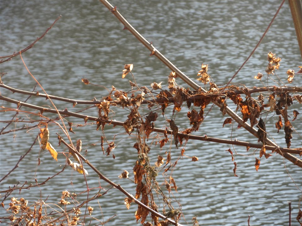 Mumienbotanik: Früchte der Echten Zaunwinde (Calystegia sepium) an der Saar in Saarbrücken