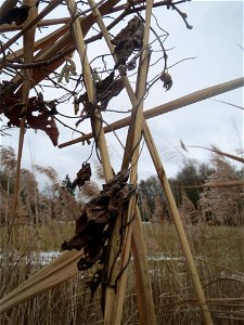 Zaunwinde (Calystegia sepium) am Schilf (Phragmites australis) im Hockenheimer Rheinbogen