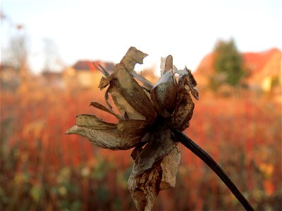 Mumienbotanik: Echte Zaunwinde (Calystegia sepium) in Hockenheim