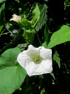 Echte Zaunwinde (Calystegia sepium) im Natur- und Landschaftsschutzgebiet „Schwetzinger Wiesen“