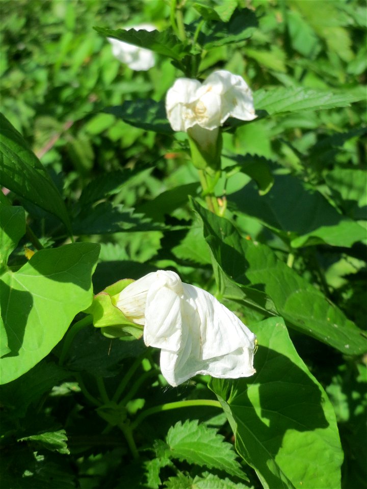 Echte Zaunwinde (Calystegia sepium) im Natur- und Landschaftsschutzgebiet „Schwetzinger Wiesen“