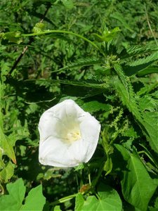 Echte Zaunwinde (Calystegia sepium) im Natur- und Landschaftsschutzgebiet „Schwetzinger Wiesen“