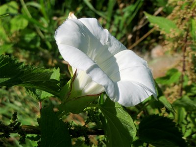 Echte Zaunwinde (Calystegia sepium) in den Sankt Arnual Wiesen gegenüber vom Osthafen Saarbrücken (Außerhalb vom NSG)