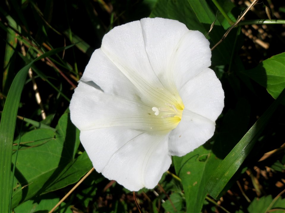 Echte Zaunwinde (Calystegia sepium) in den Sankt Arnual Wiesen gegenüber vom Osthafen Saarbrücken (Außerhalb vom NSG)