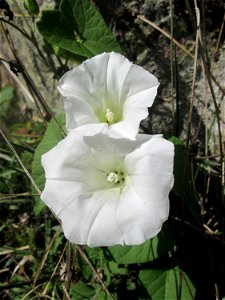 Echte Zaunwinde (Calystegia sepium) im Schwetzinger Schlossgarten