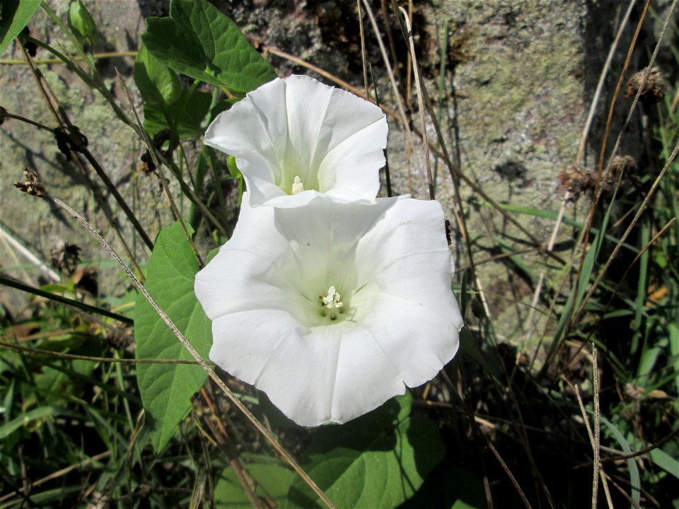 Echte Zaunwinde (Calystegia sepium) im Schwetzinger Schlossgarten