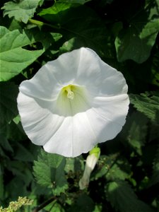 Echte Zaunwinde (Calystegia sepium) am Zähringer Kanal in Schwetzingen