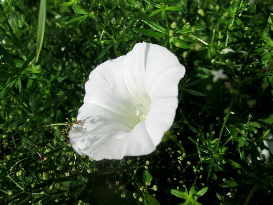 Echte Zaunwinde (Calystegia sepium) am Zähringer Kanal in Schwetzingen