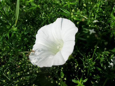Echte Zaunwinde (Calystegia sepium) am Zähringer Kanal in Schwetzingen