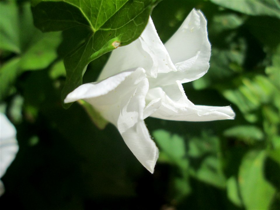 Echte Zaunwinde (Calystegia sepium) am Hauptfriedhof Saarbrücken