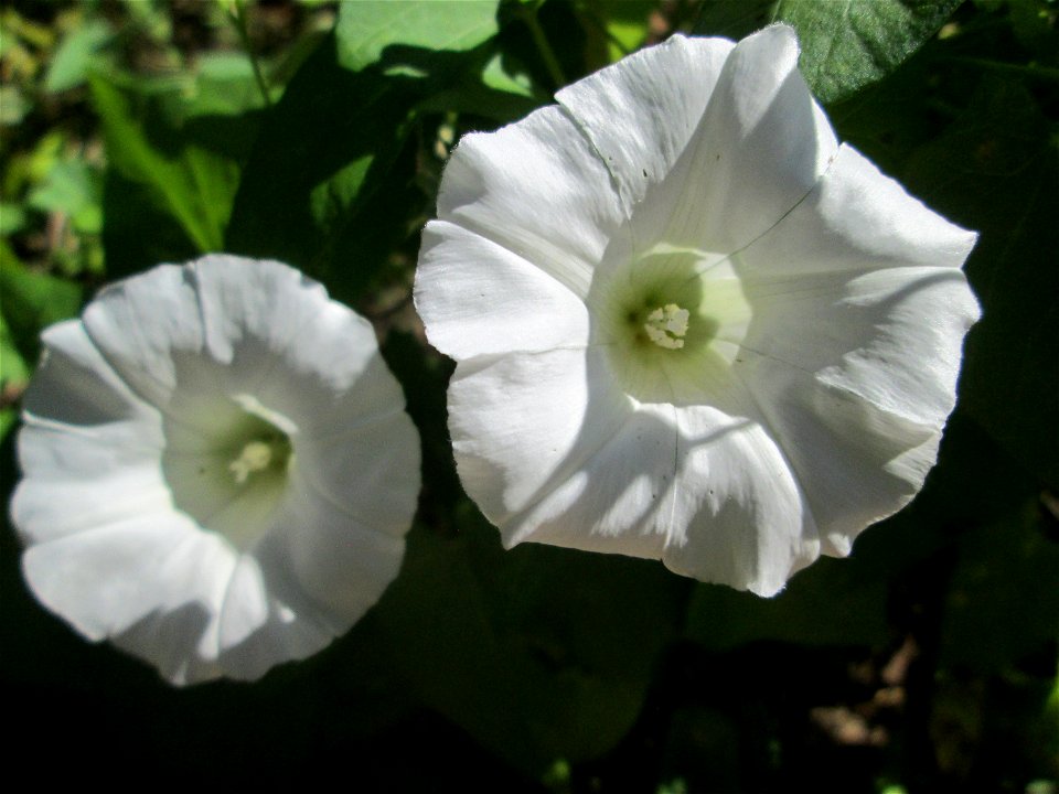 Echte Zaunwinde (Calystegia sepium) am Hauptfriedhof Saarbrücken