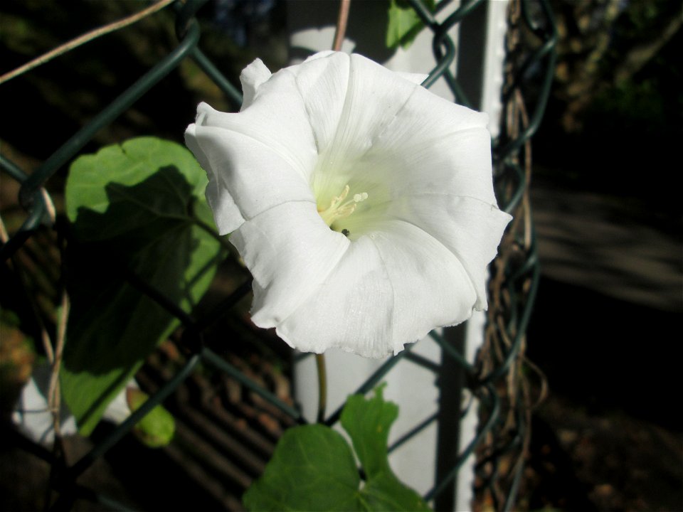 Echte Zaunwinde (Calystegia sepium) am Staden in Saarbrücken