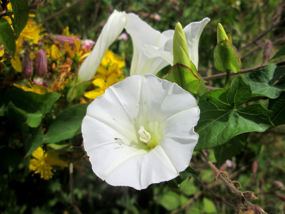 Echte Zaunwinde (Calystegia sepium) am Osthafen in Saarbrücken