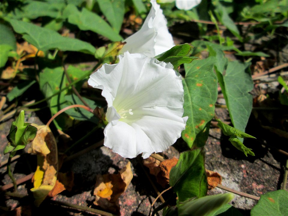 Echte Zaunwinde (Calystegia sepium) in Bischmisheim