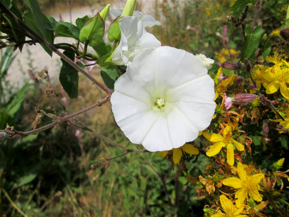 Echte Zaunwinde (Calystegia sepium) am Osthafen in Saarbrücken
