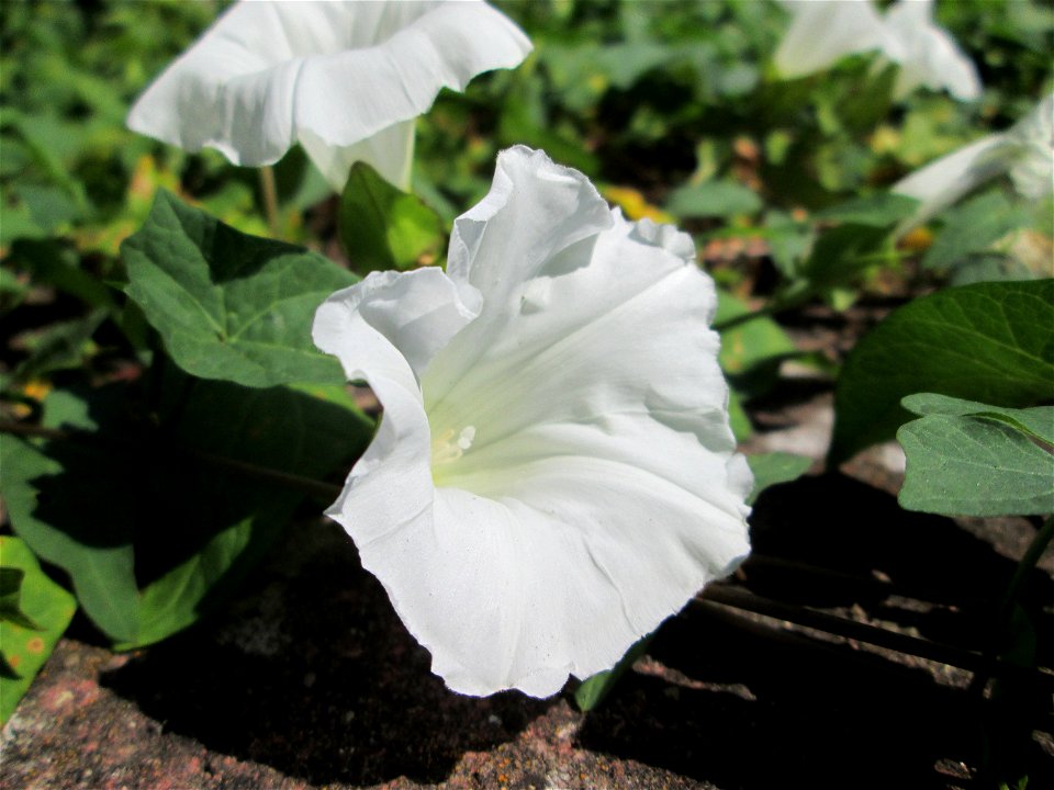 Echte Zaunwinde (Calystegia sepium) in Bischmisheim