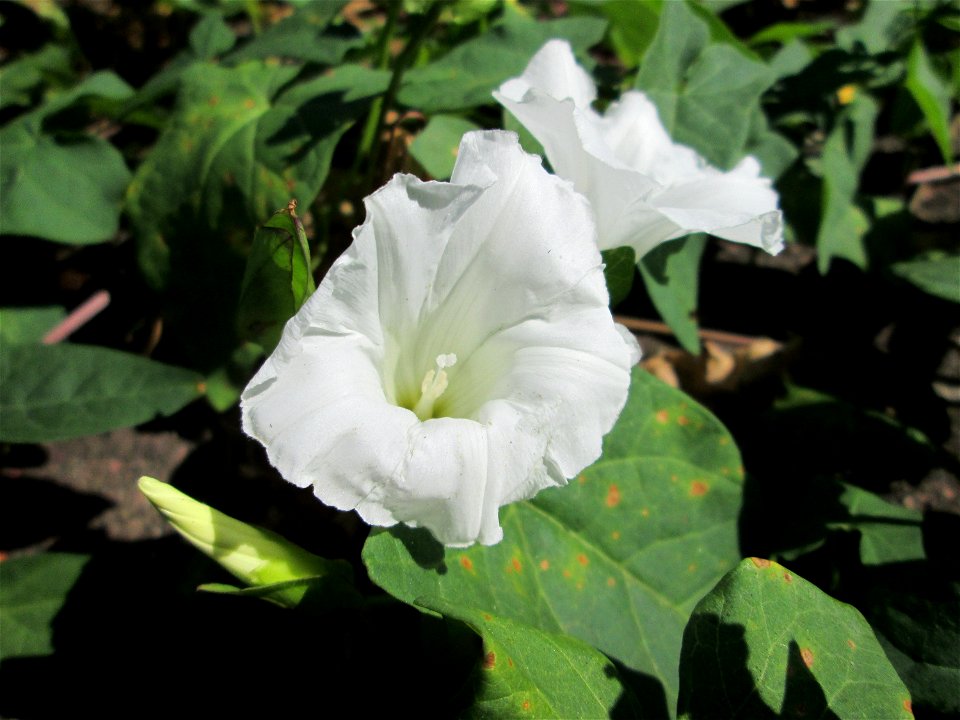 Echte Zaunwinde (Calystegia sepium) in Bischmisheim