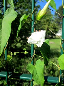 Echte Zaunwinde (Calystegia sepium) an einem Zaun in Brebach