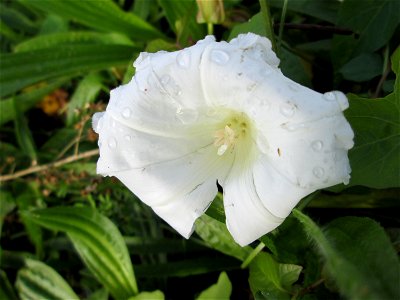 Echte Zaunwinde (Calystegia sepium) an der Güdinger Schleuse