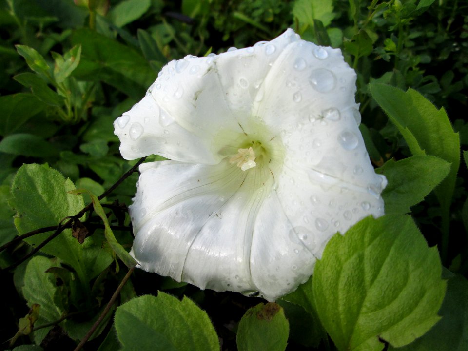 Echte Zaunwinde (Calystegia sepium) an der Güdinger Schleuse