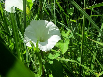 Echte Zaunwinde (Calystegia sepium) im Naturschutzgebiet „St. Arnualer Wiesen“