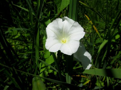 Echte Zaunwinde (Calystegia sepium) im Naturschutzgebiet „St. Arnualer Wiesen“