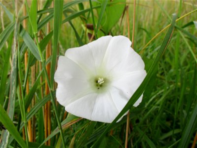 Echte Zaunwinde (Calystegia sepium) bei Ensheim