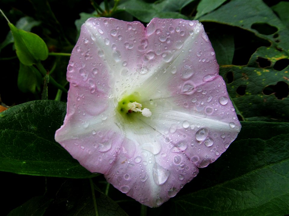 Hedge Bindweed (Calystegia sepium)—a bicolor form blooming in Pittsburgh