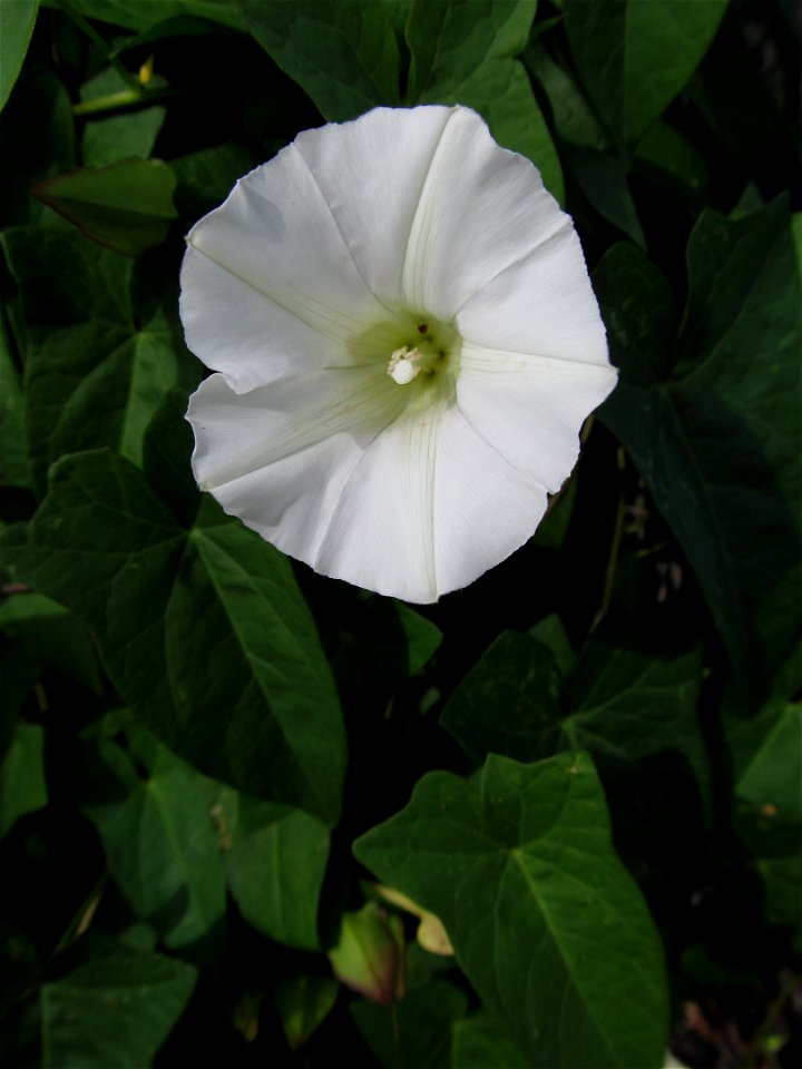 Hedge Bindweed (Calystegia sepium) blooming on the South Side, Pittsburgh