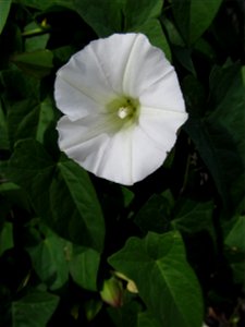 Hedge Bindweed (Calystegia sepium) blooming on the South Side, Pittsburgh