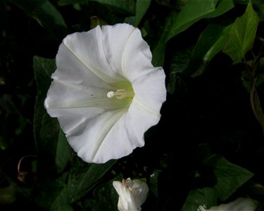 Hedge Bindweed (Calystegia sepium) blooming on the South Side, Pittsburgh
