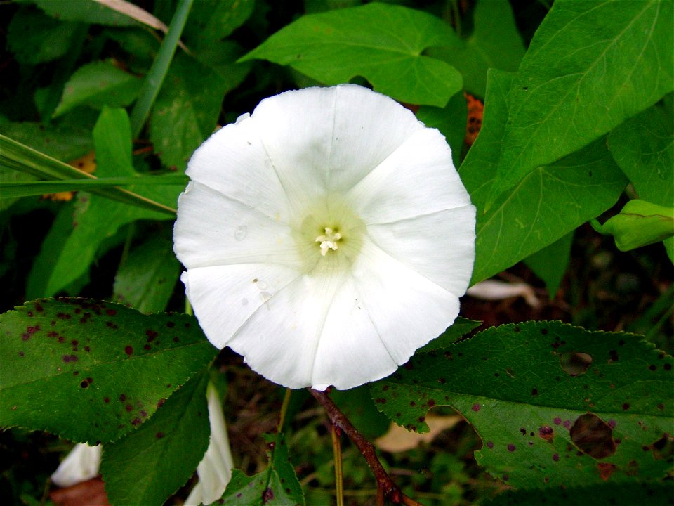 Flower of: Larger Bindweed, Hedge Bindweed, Rutland beauty