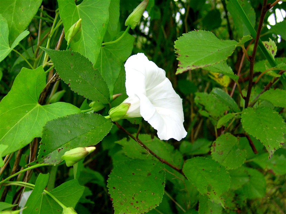 Flower of: Larger Bindweed, Hedge Bindweed, Rutland beauty with bumblebee / bumble-bee