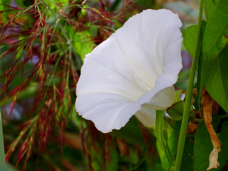 Calystegia sepium flower close up Campo de Calatrava, Spain