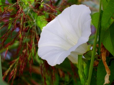 Calystegia sepium flower close up Campo de Calatrava, Spain