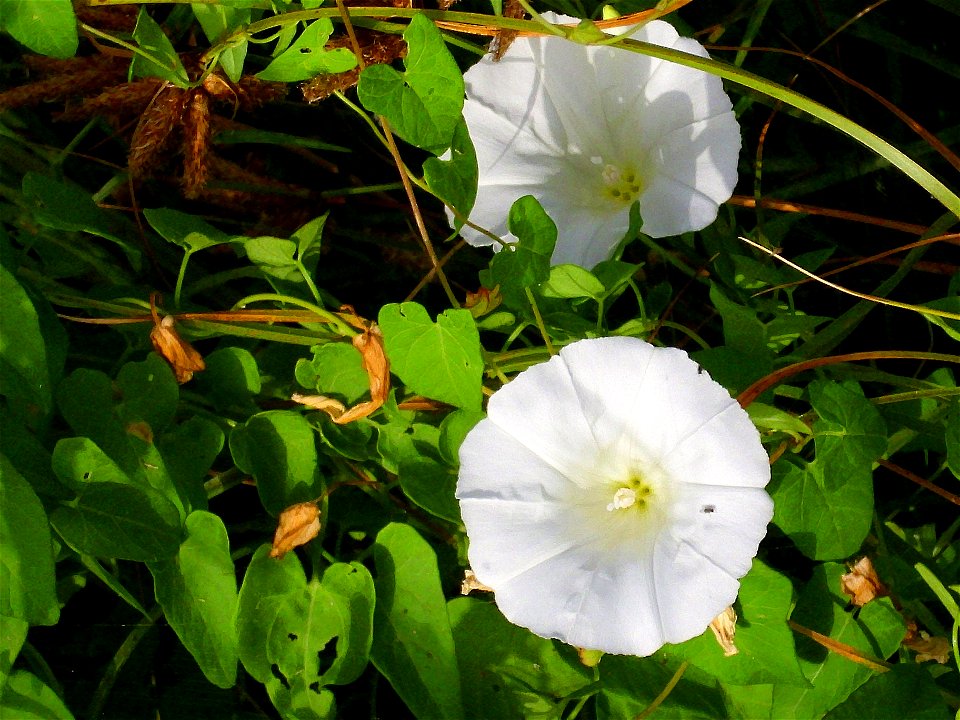 Calystegia sepium flowers Campo de Calatrava, Spain