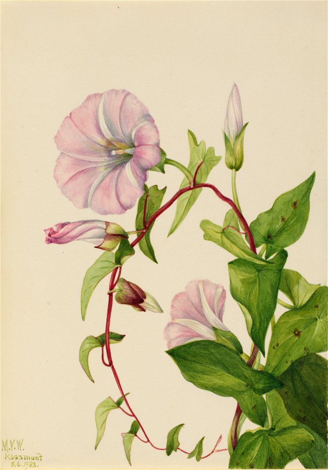 Hedge Bindweed (Calystegia (Convolvulus) sepium)