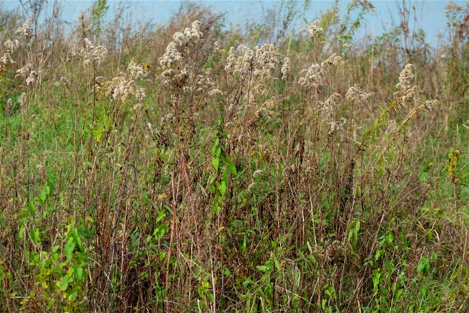 Herfstaspect van een derivaatgemeenschap van late guldenroede (DG Solidago gigantea-[Epilobion hirsuti]), nabij een tichelgat in Nederland.