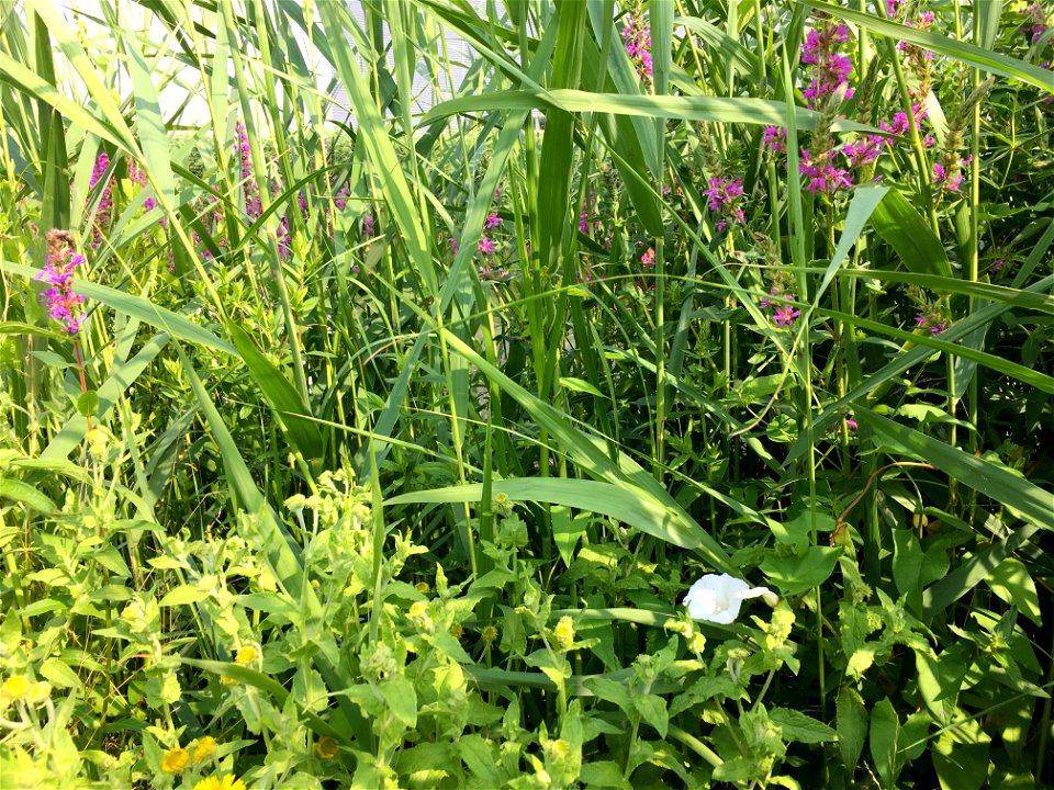 Een close-up van een natte rietruigte uit de klasse Convolvulo-Filipenduletea, met onder andere echt riet (Phragmites australis), grote kattenstaart (Lythrum salicaria), heelblaadjes (Pulicaria dysent