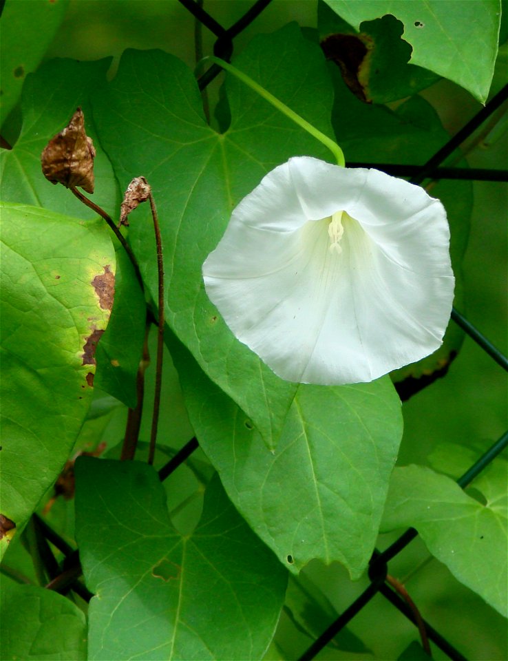 flower, very probably hedge bindweed (Calystegia sepium).
