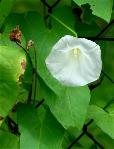flower, very probably hedge bindweed (Calystegia sepium).