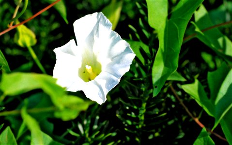 Morning Glory (Calystegia sepium), Rhode Island