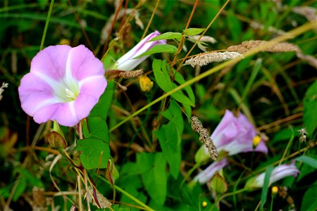 Pink bindweed (Calystegia sepium ssp roseata)