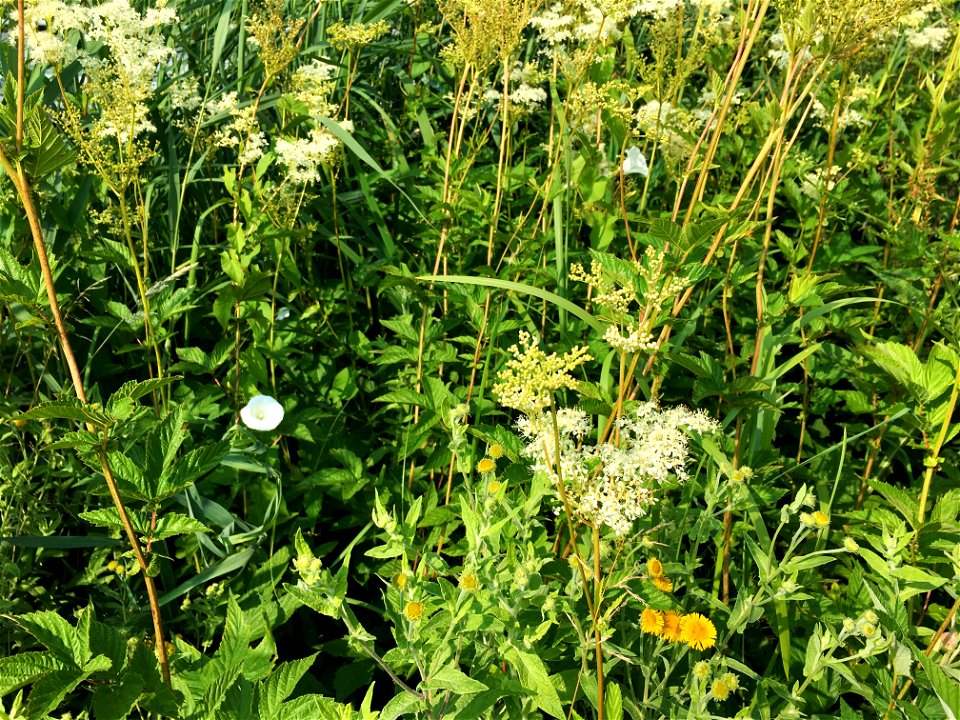 Een close-up van een ruigtevegetatie uit de de klasse van de natte strooiselruigten (Convolvulo-Filipenduletea). Hier met onder andere bloeiende moerasspirea, haagwinde en heelblaadjes.