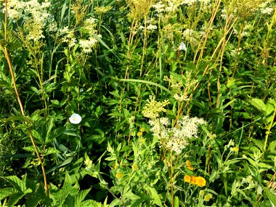 Een close-up van een ruigtevegetatie uit de de klasse van de natte strooiselruigten (Convolvulo-Filipenduletea). Hier met onder andere bloeiende moerasspirea, haagwinde en heelblaadjes.